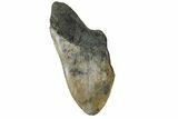 Partial Megalodon Tooth - South Carolina #172202-1